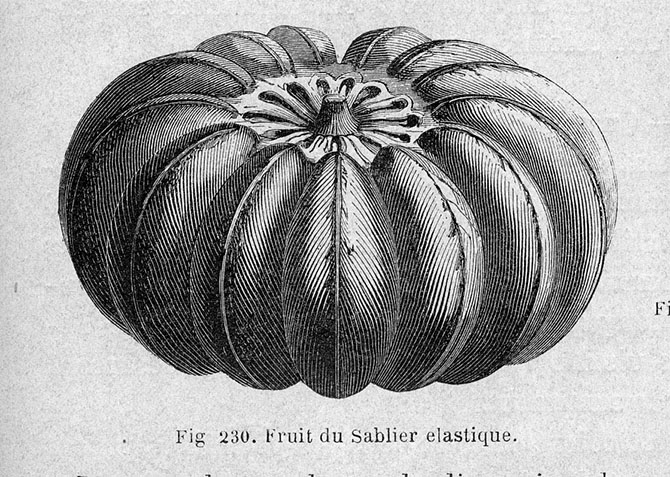 Le « pet du diable » se singularise par le son qu’il émet (in Histoire des plantes de Figuier) - © D. Lejeune